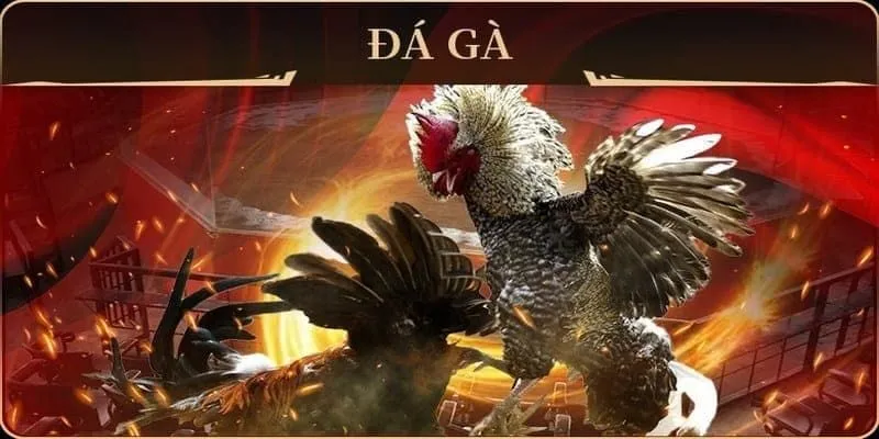 Luật cá độ chuẩn xác nhất