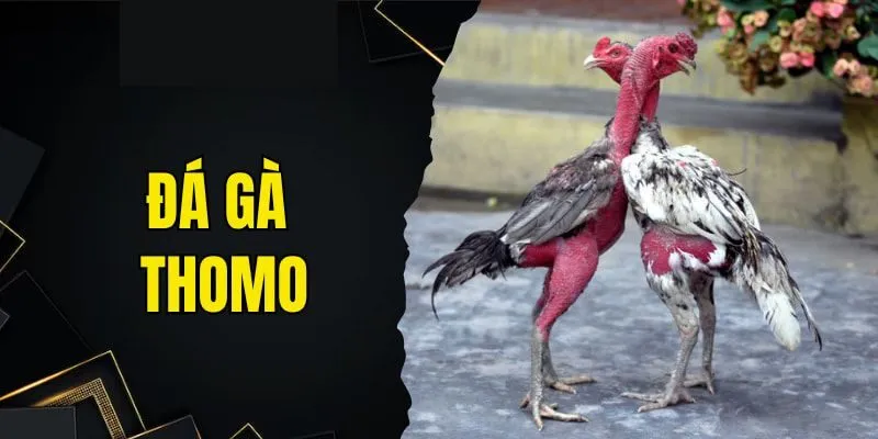 Cách xếp cặp gà thi đấu
