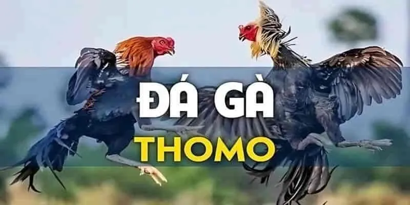 Khái quát về đá gà online Thomo