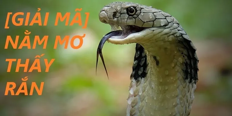 Ý nghĩa phong thuỷ của giấc mơ thấy rắn